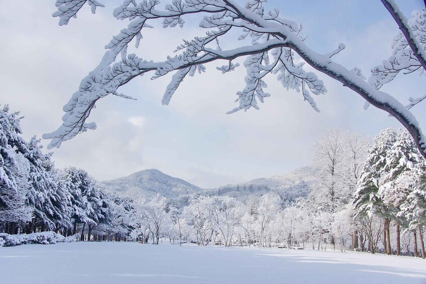 Picture 18 for Activity Seoul: Mt Seorak Hike with Naksansa Temple or Nami Island