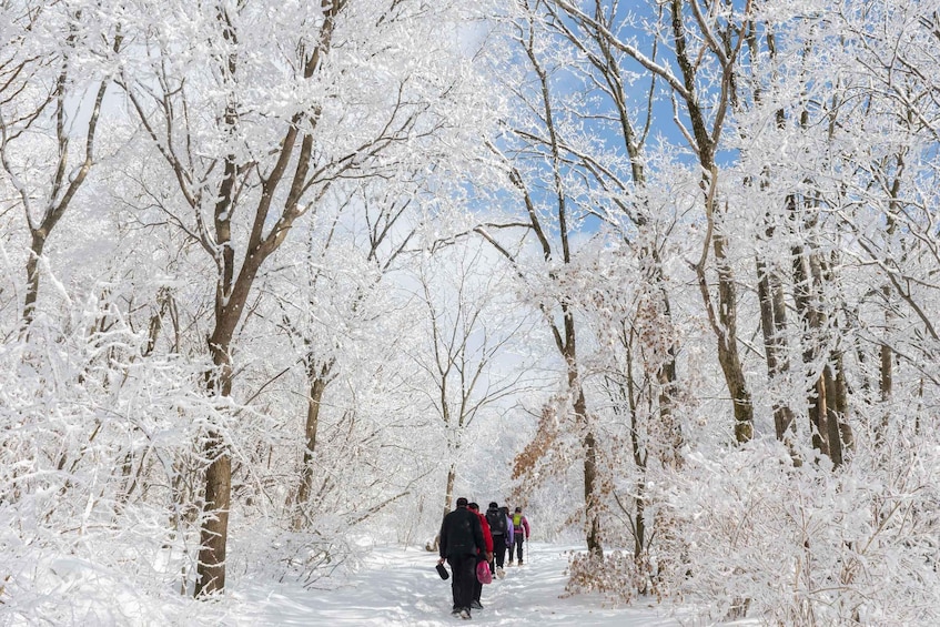 Picture 2 for Activity Seoul: Mt Seorak Hike with Naksansa Temple or Nami Island