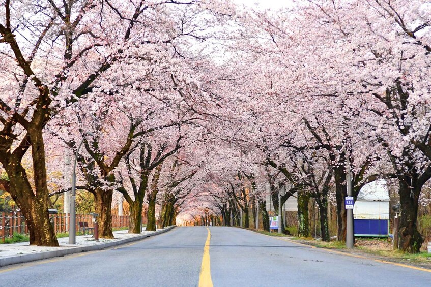 Picture 10 for Activity Seoul: Mt Seorak Hike with Naksansa Temple or Nami Island