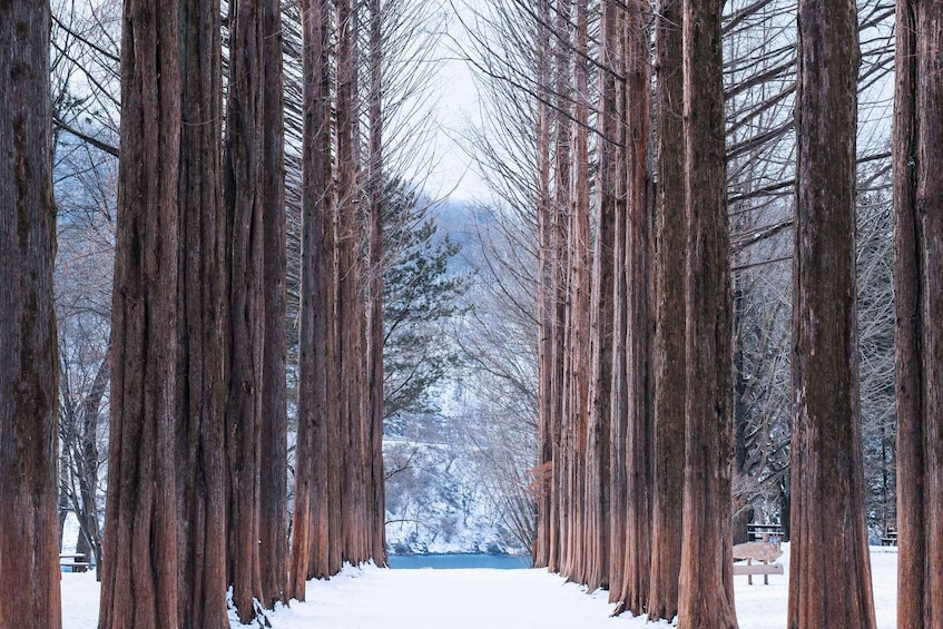 Picture 15 for Activity Seoul: Mt Seorak Hike with Naksansa Temple or Nami Island