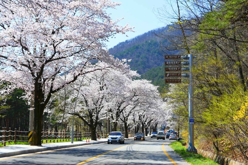 Picture 8 for Activity Seoul: Mt Seorak Hike with Naksansa Temple or Nami Island