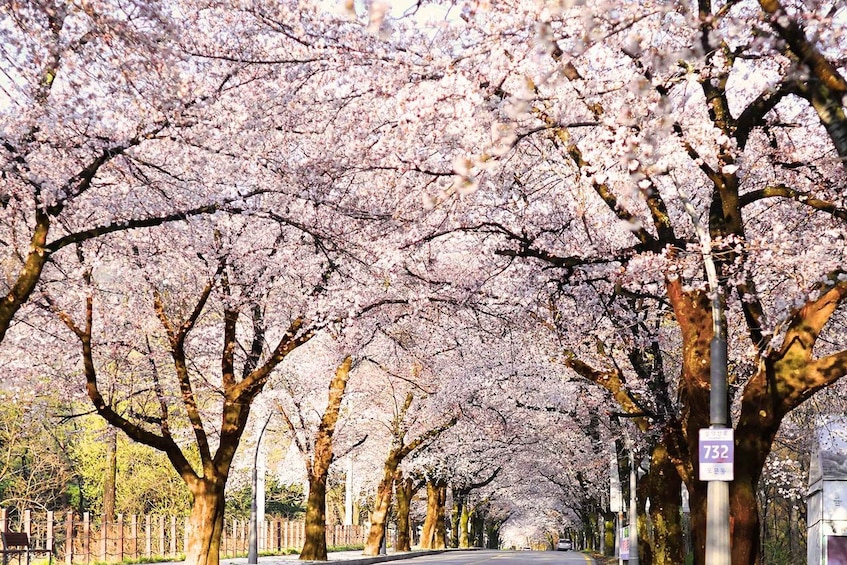 Picture 9 for Activity Seoul: Mt Seorak Hike with Naksansa Temple or Nami Island