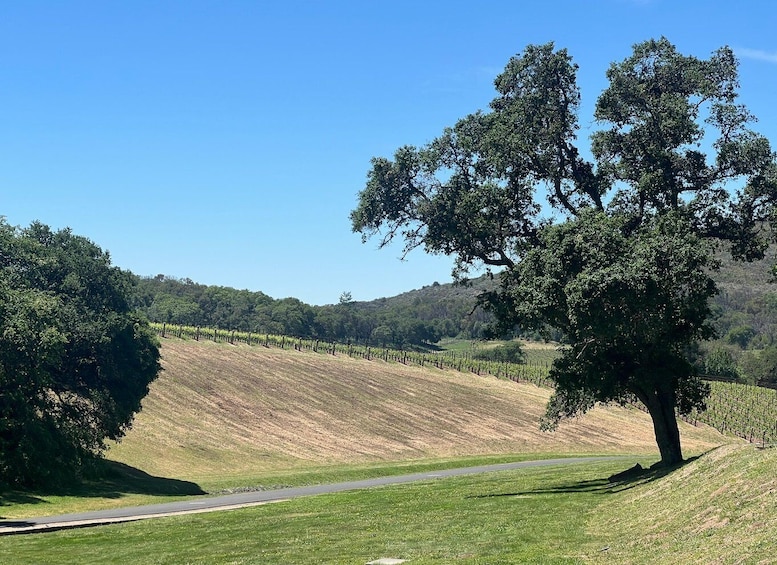 Picture 15 for Activity From San Francisco: Napa Valley Private Tour