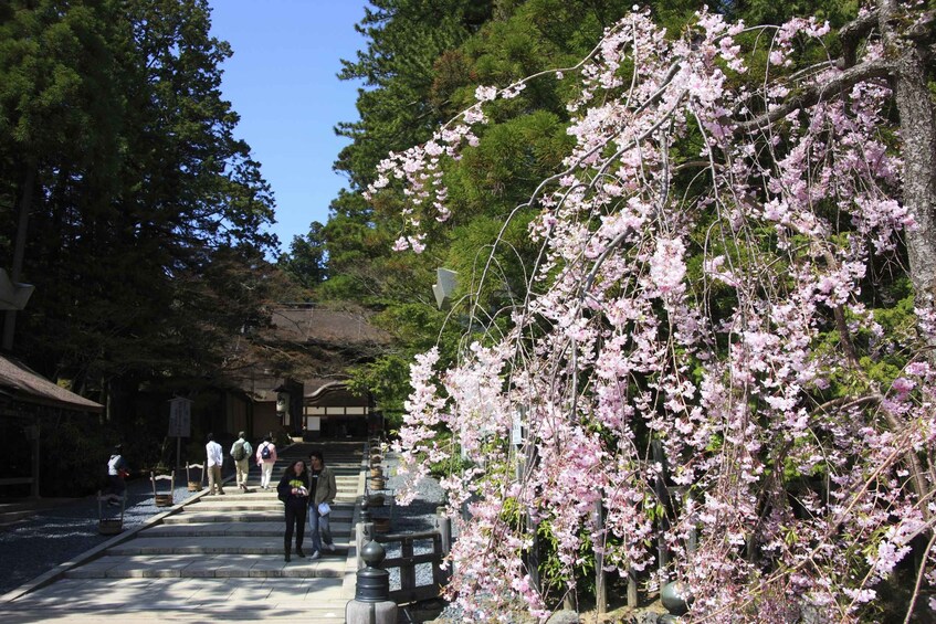 Picture 2 for Activity From Osaka: Mt. Koya Private Walking and Train Tour