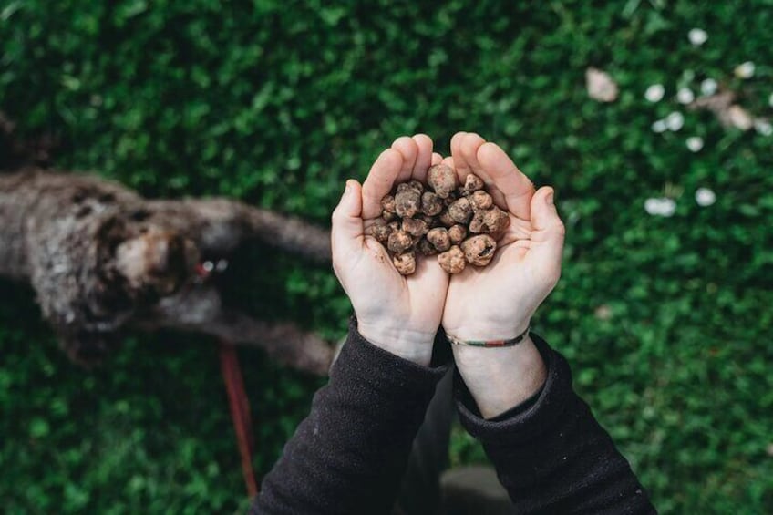 Discovering Chianti: Electric Vespa tour and Truffle Hunt with Dinner