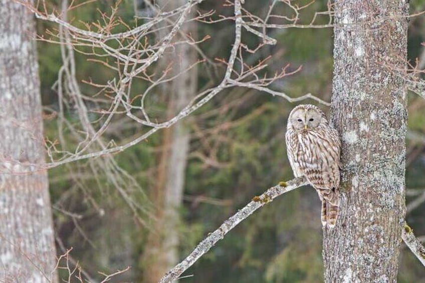 Ural Owl