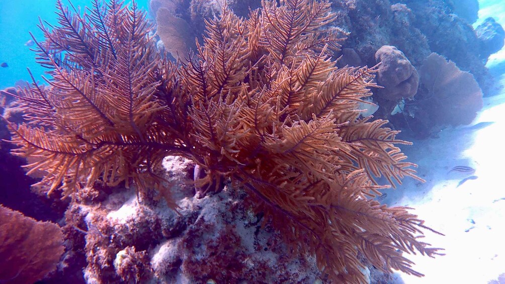 Picture 48 for Activity Caye Caulker: Hol-Chan Snorkeling & San Pedro Island Visit