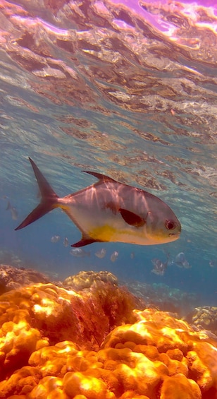 Picture 64 for Activity Caye Caulker: Hol-Chan Snorkeling & San Pedro Island Visit