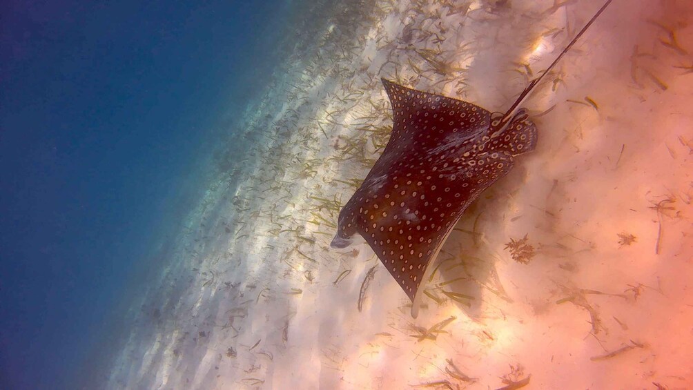 Picture 67 for Activity Caye Caulker: Hol-Chan Snorkeling & San Pedro Island Visit