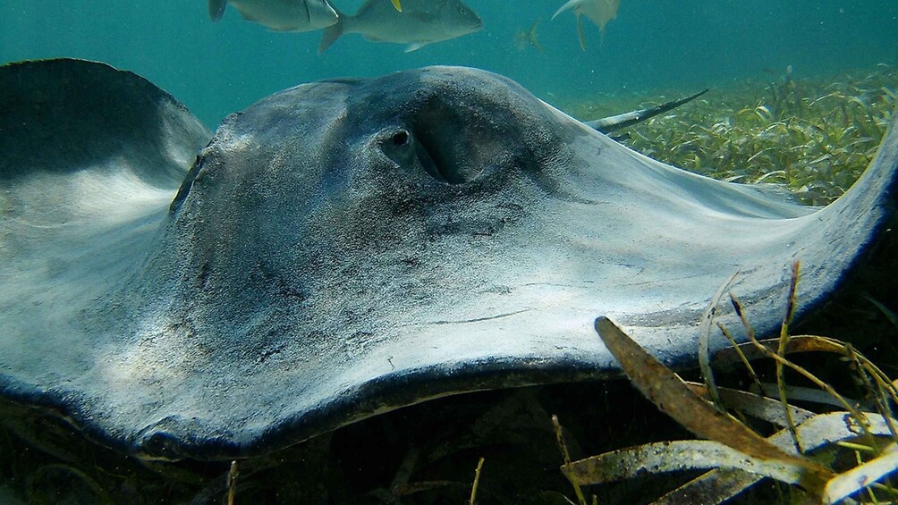 Picture 14 for Activity Caye Caulker: Hol-Chan Snorkeling & San Pedro Island Visit