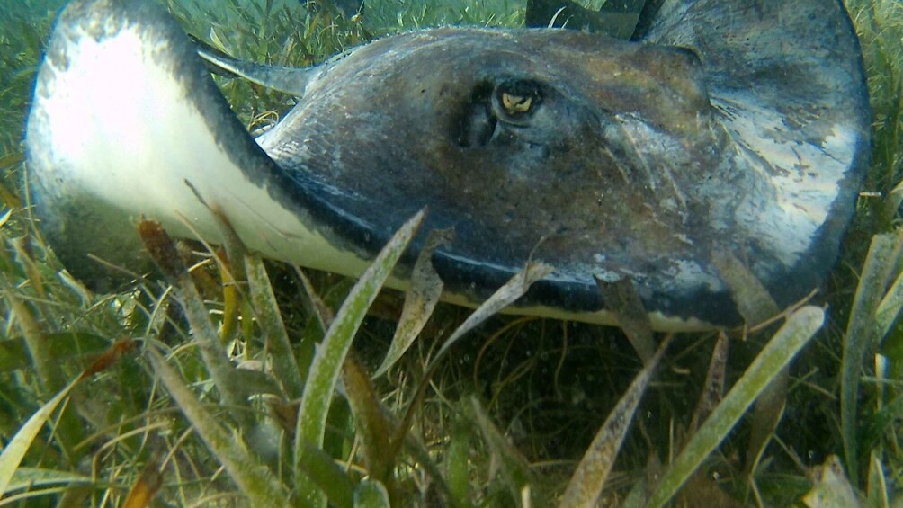 Picture 4 for Activity Caye Caulker: Hol-Chan Snorkeling & San Pedro Island Visit