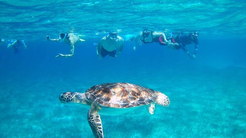 Caye Caulker: Hol-Chan Snorkeling & San Pedro Island Visit