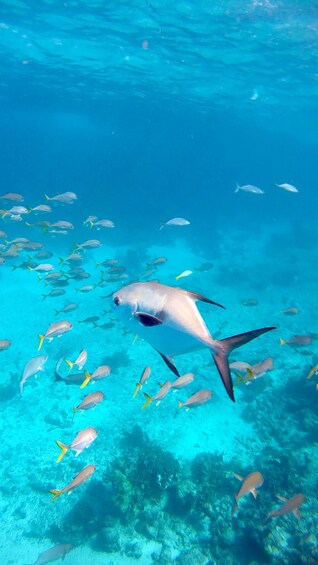 Picture 44 for Activity Caye Caulker: Hol-Chan Snorkeling & San Pedro Island Visit