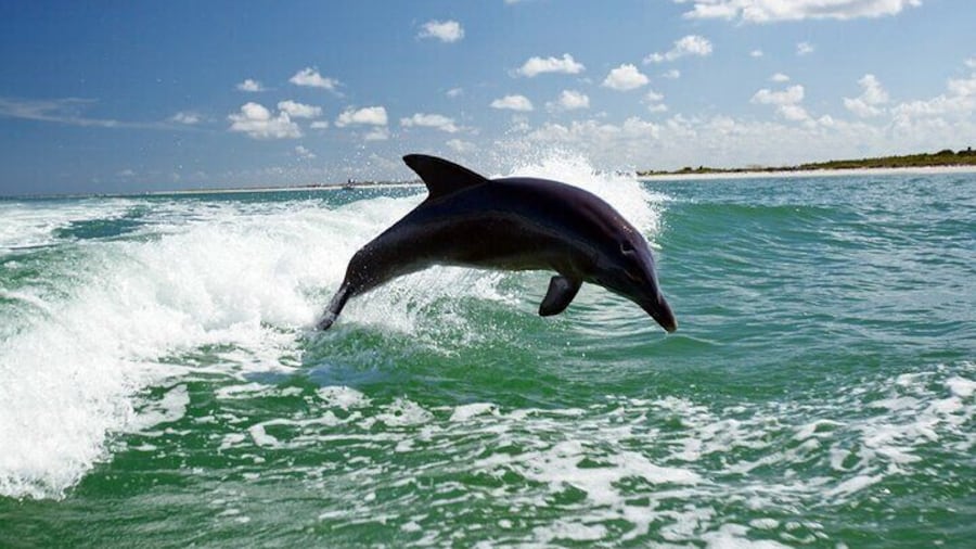 Side Dolphin Island Boat Trip With Lunch And Hotel Transfer