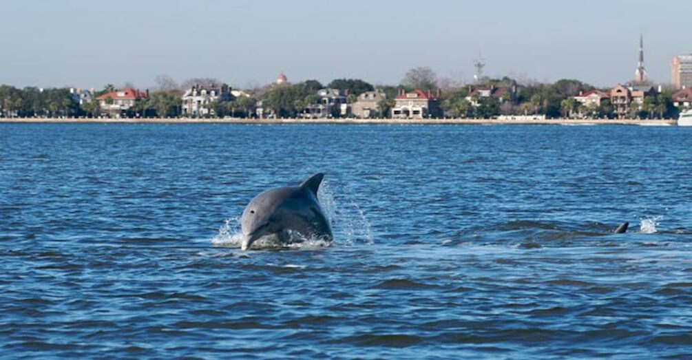 Picture 3 for Activity Charleston: Daytime or Sunset Historic Harbor Cruise