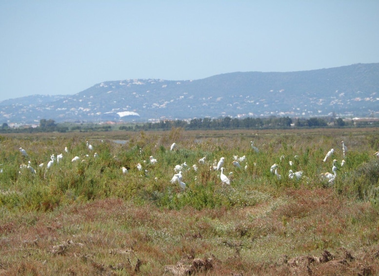 Picture 8 for Activity Faro: Eco-Friendly Ria Formosa Bird Watching in Solar Boat