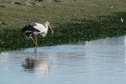 Faro: Umweltfreundliche Vogelbeobachtung auf der Ria Formosa im Solarboot