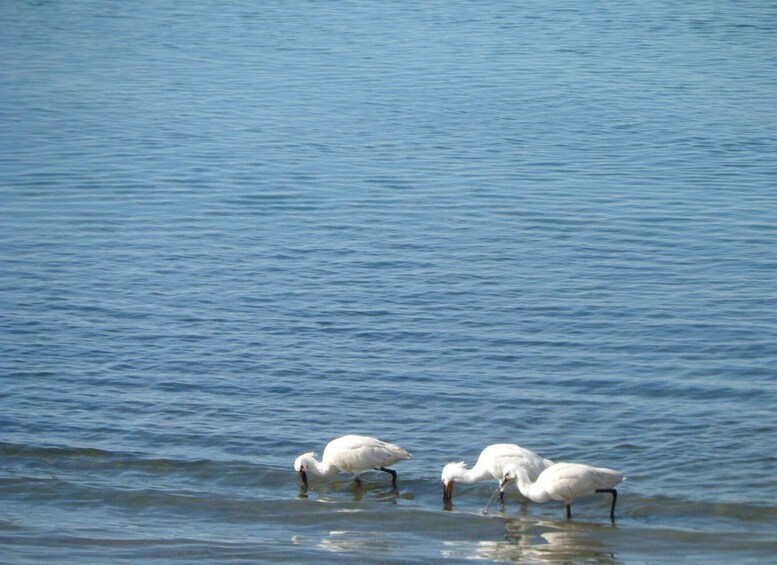 Picture 10 for Activity Faro: Eco-Friendly Ria Formosa Bird Watching in Solar Boat