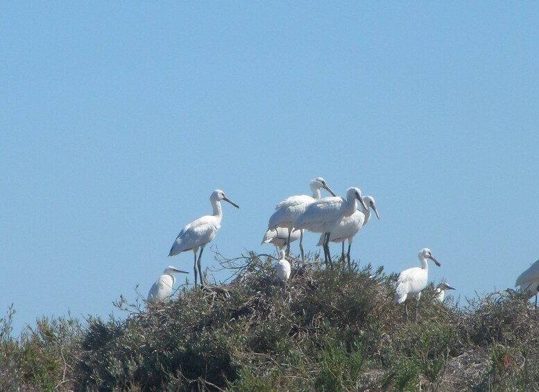 Picture 12 for Activity Faro: Eco-Friendly Ria Formosa Bird Watching in Solar Boat