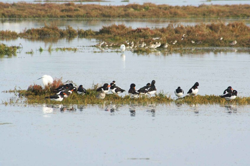 Picture 3 for Activity Faro: Eco-Friendly Ria Formosa Bird Watching in Solar Boat