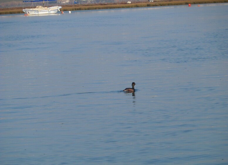 Picture 15 for Activity Faro: Eco-Friendly Ria Formosa Bird Watching in Solar Boat