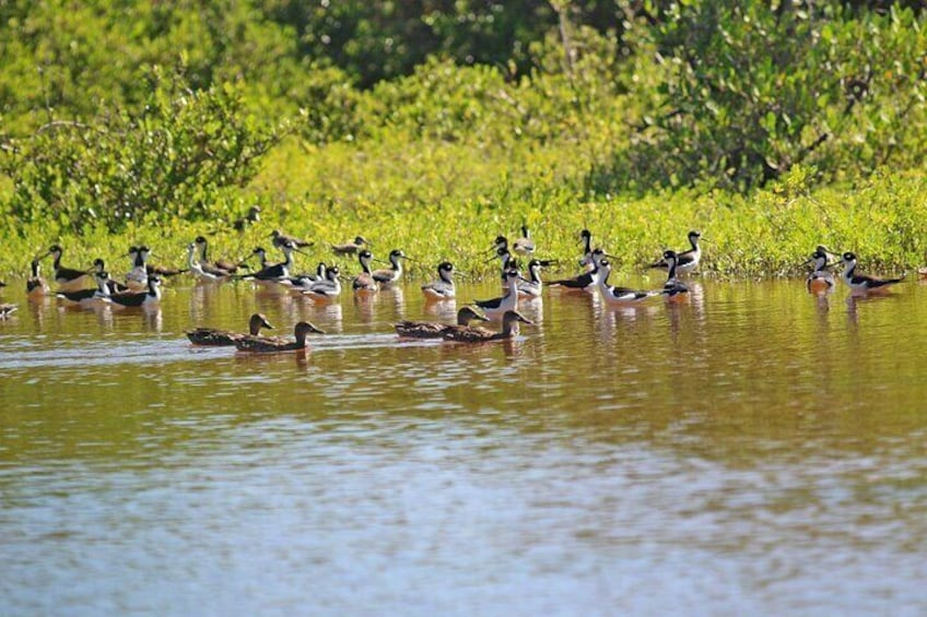 Half Day Tour Pedernales Cabo Rojo and Hoyo de Pelempito