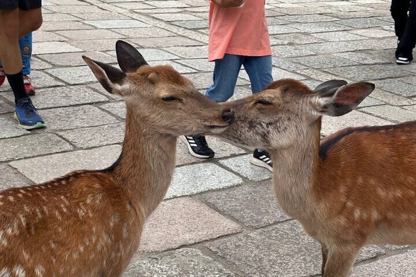 Private Car Tour: Osaka and Nara in One-Day by a Local Guide