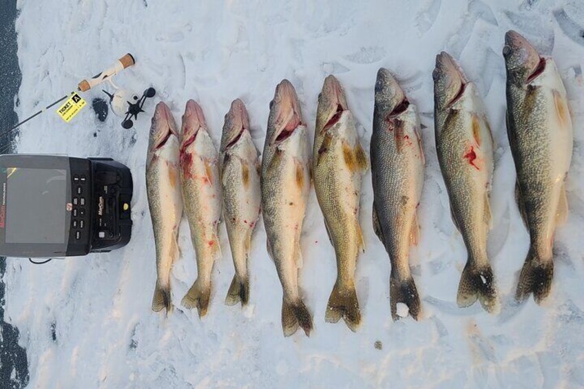 Limits of walleye 