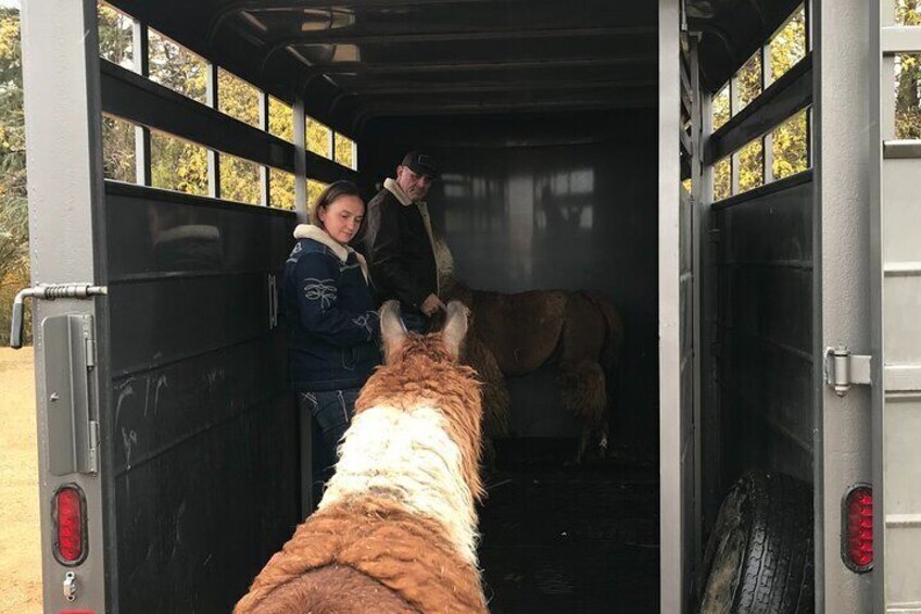 Small-Group Llama Encounter in Livingston 