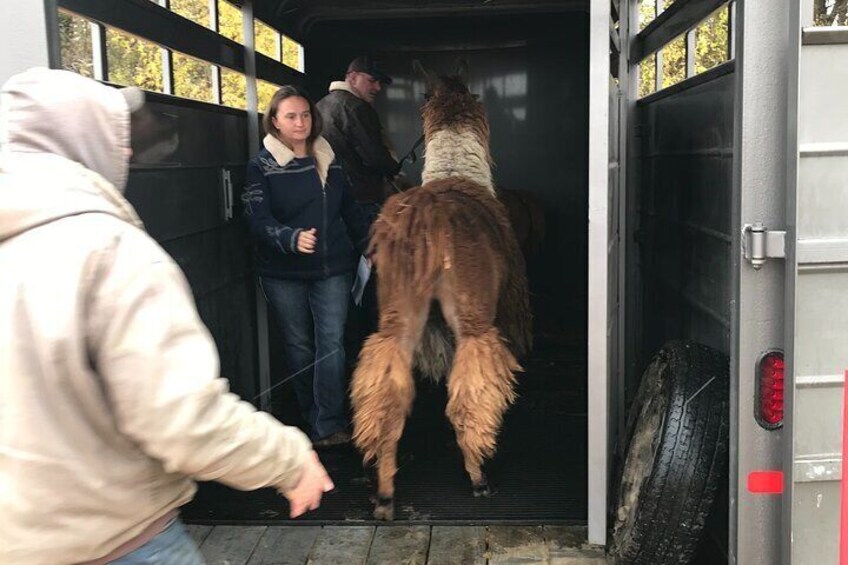 Small-Group Llama Encounter in Livingston 