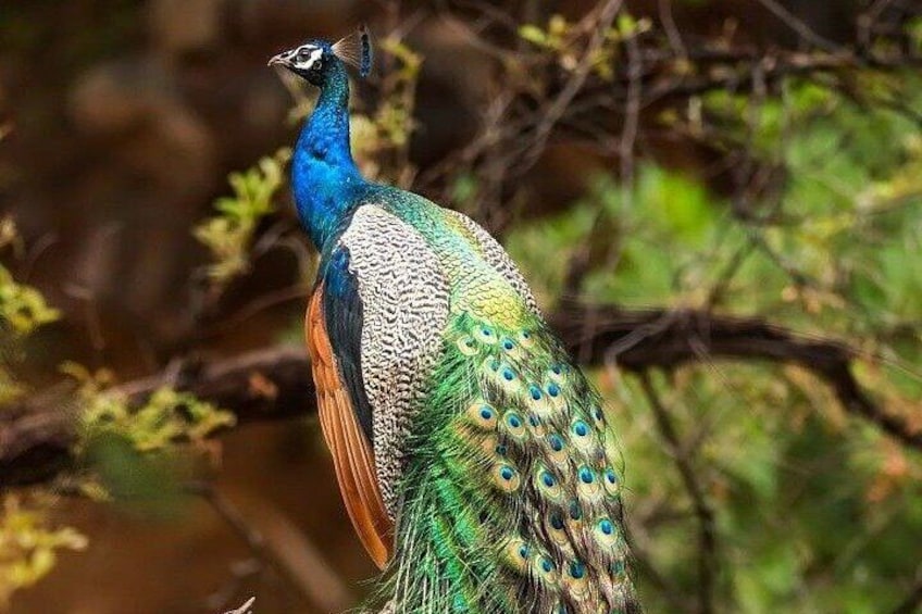 Lunugamwehera National Park by Ajith Safari 