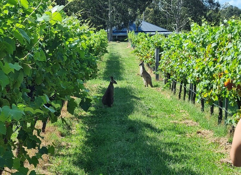 Picture 2 for Activity From Sydney: Hunter Valley Beer & Wine Group Tour