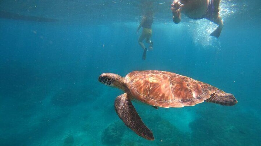 Gamat Bay Snorkeling