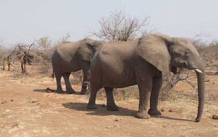 From Victoria Falls: Zambezi National Park Game Drive