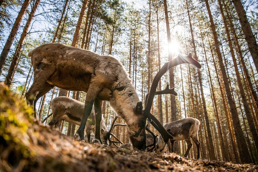 Picture 6 for Activity Rovaniemi: Authentic Reindeer Farm & Canoeing