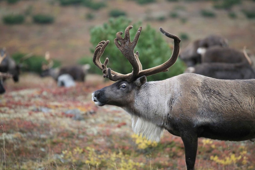 Picture 11 for Activity Rovaniemi: Authentic Reindeer Farm & Canoeing