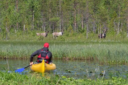 Rovaniemi : Authentique ferme de rennes et canoë-kayak