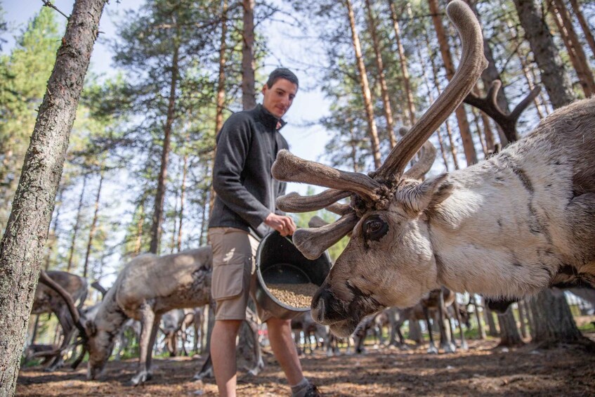 Picture 8 for Activity Rovaniemi: Authentic Reindeer Farm & Canoeing