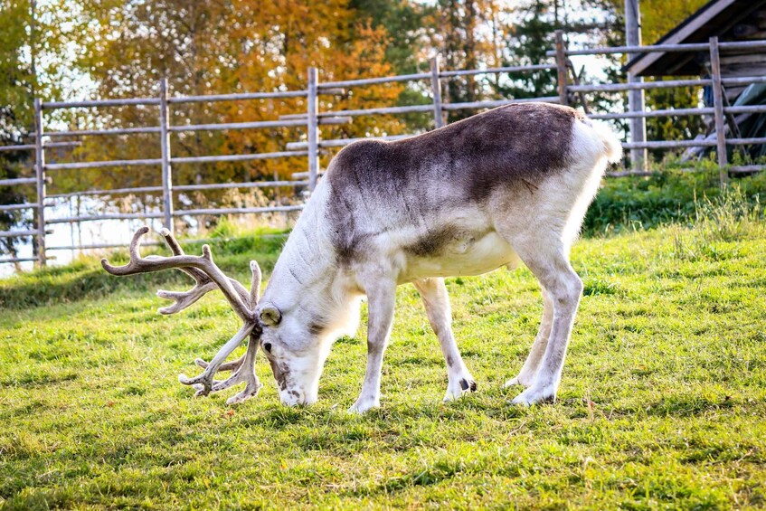 Picture 5 for Activity Rovaniemi: Authentic Reindeer Farm & Canoeing