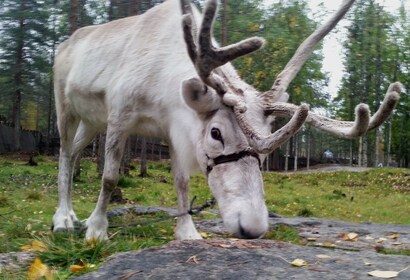 Rovaniemi: Autentisk rensdyrfarm og kanosejlads