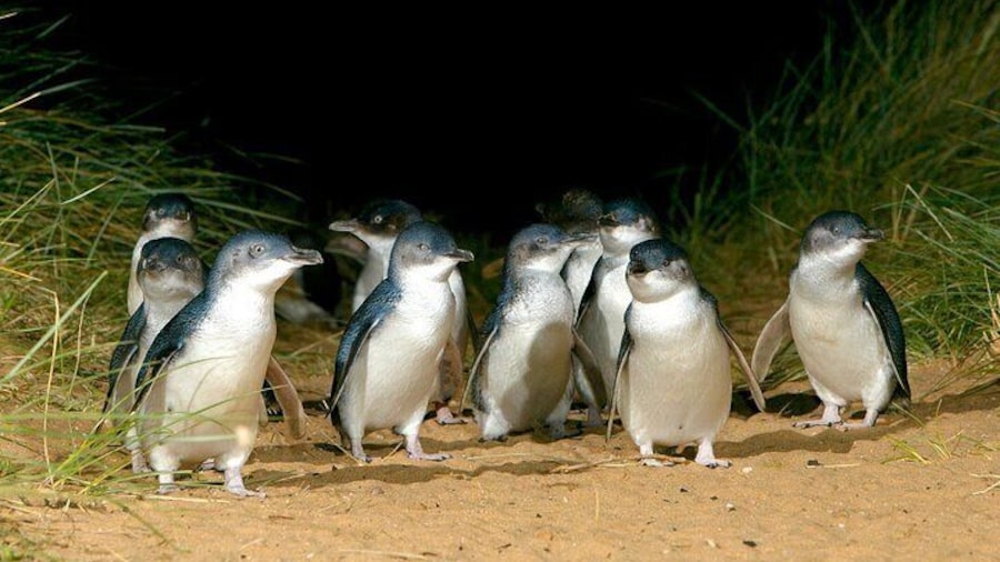 Penguins