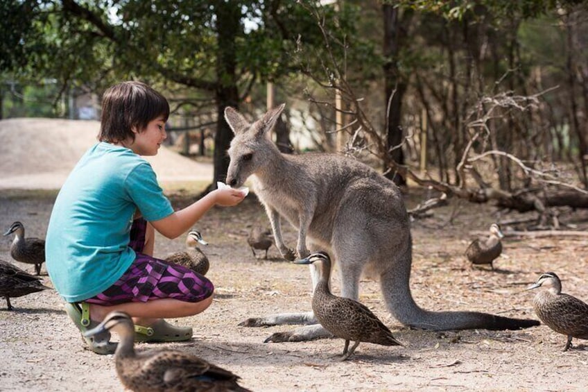 Feeding Kangaroos