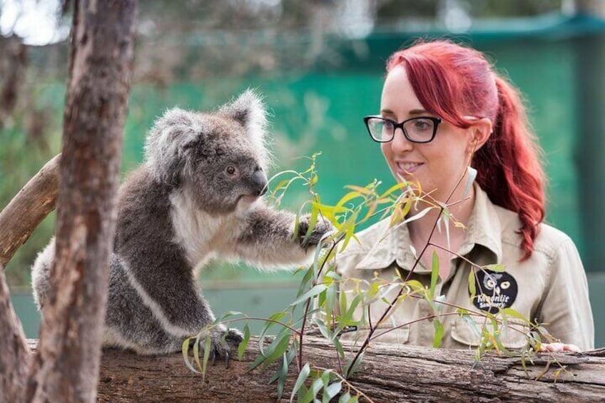 Ranger with Koala