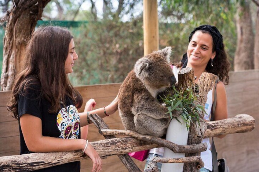 Koala Encounter 