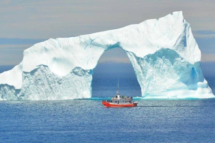 2 Hour Boat Tour in Twillingate