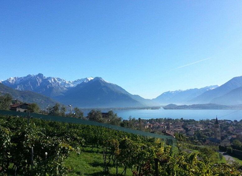 Picture 3 for Activity Lake Como: Winery Tour with Wine Tasting