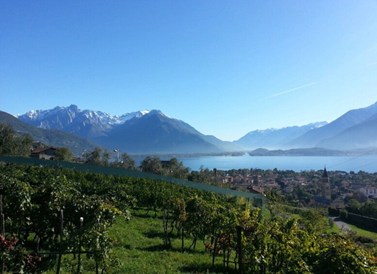 Picture 3 for Activity Lake Como: Winery Tour with Wine Tasting