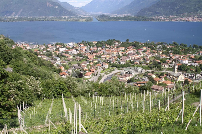 Picture 7 for Activity Lake Como: Winery Tour with Wine Tasting