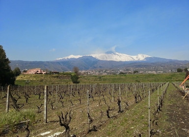 Tour de vinos y almuerzos