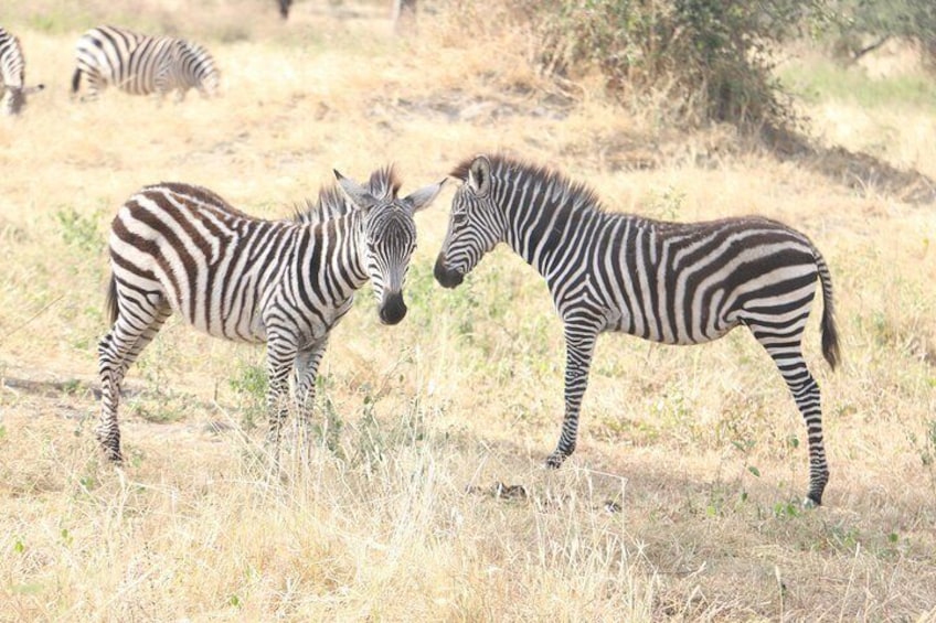 Elephant Safari Discover Tanzania